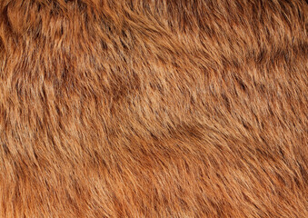 Short smooth brown lama fur. View from above. Closeup . Texture.