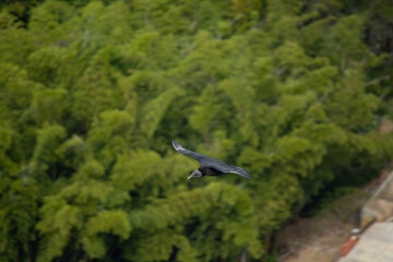 buitre negro americano en vuelo, gallinazo volando