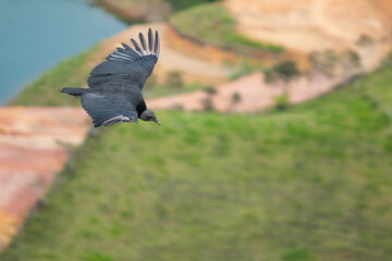 buitre negro americano en vuelo, gallinazo volando