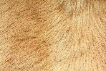 Short smooth light brown lama fur. View from above. Closeup . Texture.