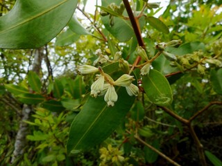 flor laguncularia racemosa - mangue branco