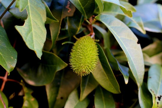 planta bignonia binata