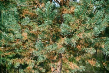 Diseases of coniferous plants and trees, color of needles yellow,orange.