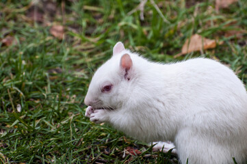 Albino squirrel eating bird seed dropped from a bird feeder