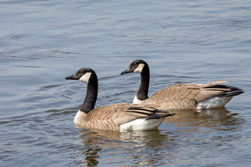Close Up of Two Canada Geese on Water