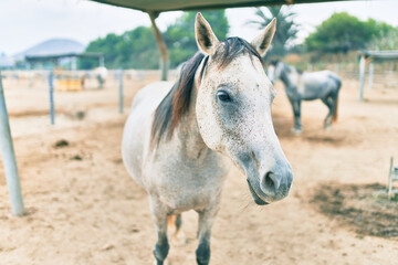 Fototapeta premium Adorable horse at the farm.