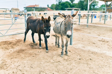 Group of donkeys walking at the farm.