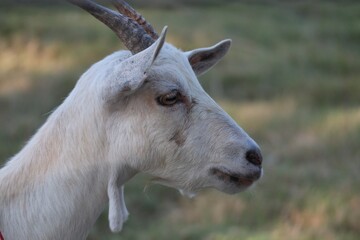 portrait of a goat