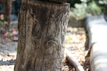 trunk of a tree in the forest