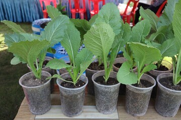 seedlings in a greenhouse