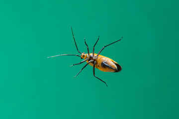 Bottom view of a Fourlined Plant Bug