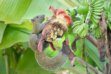 Squirrel on a banana blossom