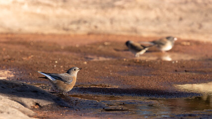 Western Bluebirds getting a drink of water from a shallow pool on the red slickrock of the southwest desert.