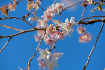 年に二度咲くジュウガツザクラ（十月桜）
