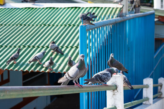 Pigeons on the bridge in Bangkok Thailand.