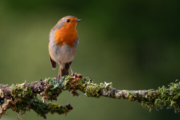 Petirrojo europeo (Erithacus rubecula)