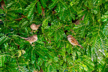 Three House sparrows perched in a tree in Hawaii