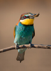 Abejaruco europeo - Murcia