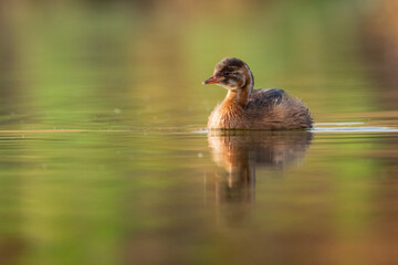 Zampullín común (Tachybaptus ruficollis) - Pantano de Puentes, Murcia (España)