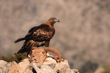 Águila real (Aquila chrysaetos) en Sierra Espuña - Murcia (España)