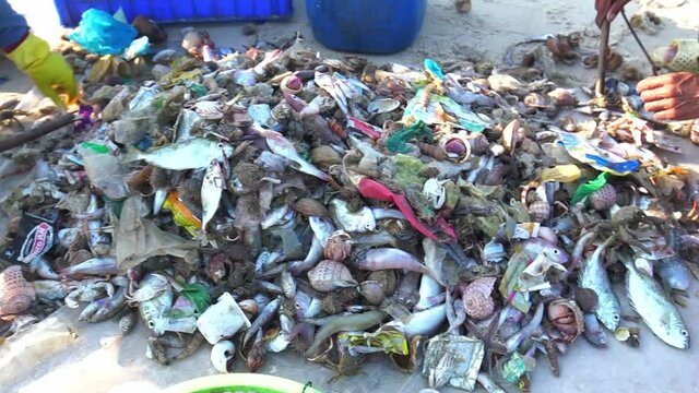 Fishermen catch seafood in morning with many species of fish, crabs, snails and also domestic waste. Hopefully sea is clean of household waste so that more seafood can help improve fishermen's life
