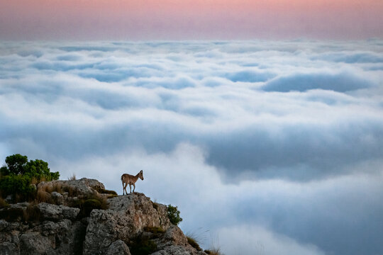 Cabra mont&eacute;s sobre mar de nubes - Lorca, Murcia