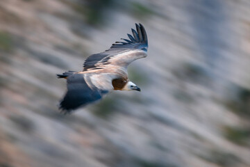 Picado de Buitre Leonado (Gyps fulvus) 