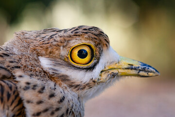 Alcaraván común (Burhinus oedicnemus) - Lorca, Murcia