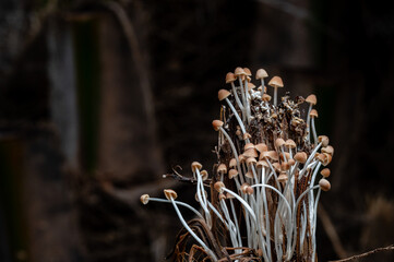 Mushrooms, sprouting after days of rain