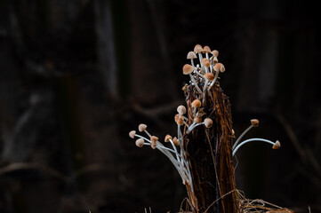 Mushrooms, sprouting after days of rain