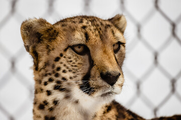 Detailed close-up photo of a cheetah's face 