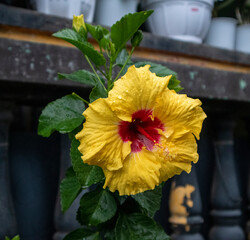 indonesian shoe flower
