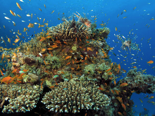 Common lionfish Pterois miles hunting