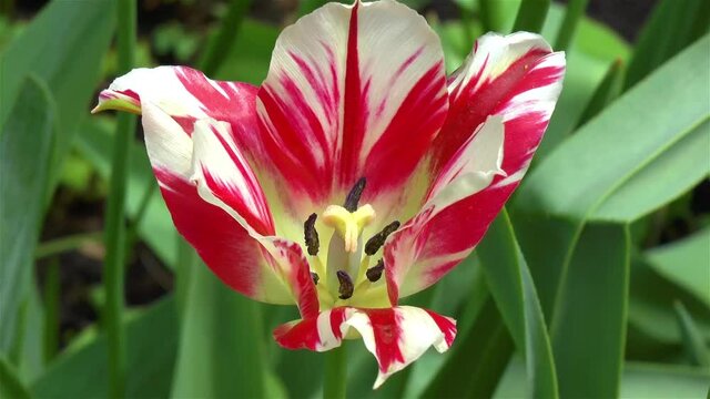 Gardening: close-up, detailed view of a Flaming Spring Green Tulip flower.