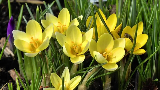 Gardening: close-up, detailed view of Crocus flowers.