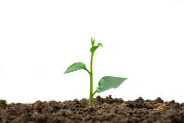 Young trees on fertile soil