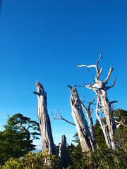 Dead hemlock trees standing still against blue sky