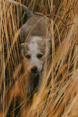puppy dog