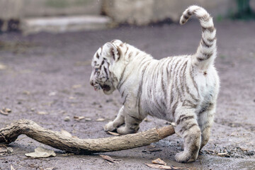 ホワイトタイガー赤ちゃん