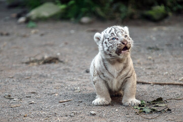 ホワイトタイガー赤ちゃん