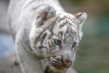 ホワイトタイガー赤ちゃん
