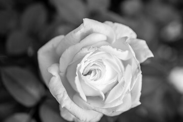 風景素材　モノクロ　美しいバラの花