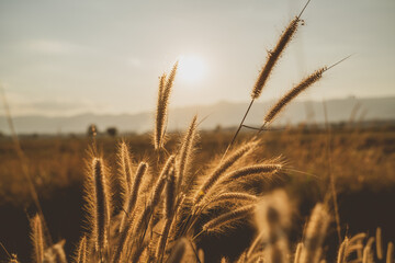Golden tail feather grass during sunset.