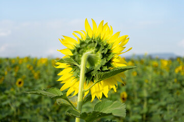Sunflower reverse in the summer sunflower field and beautiful sky background