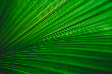 green leaf background. Close up green leaf.