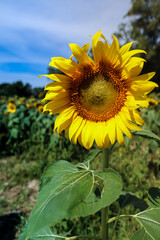 Sunflower in the garden