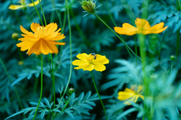 Yellow flowers in the garden with bees sucking pollen.