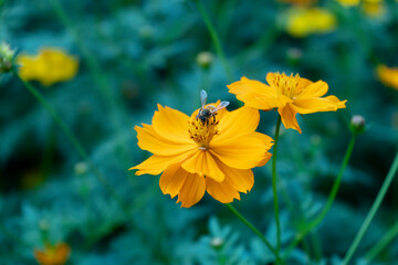 Yellow flowers in the garden with bees sucking pollen.