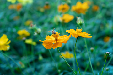 Yellow flowers in the garden with bees sucking pollen.