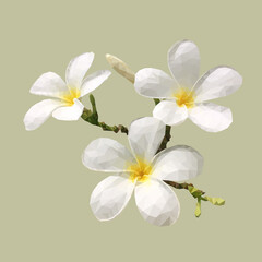 Blooming white plumeria flower low polygonal design